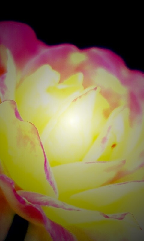 Картинка с нежным розовым цветком обои