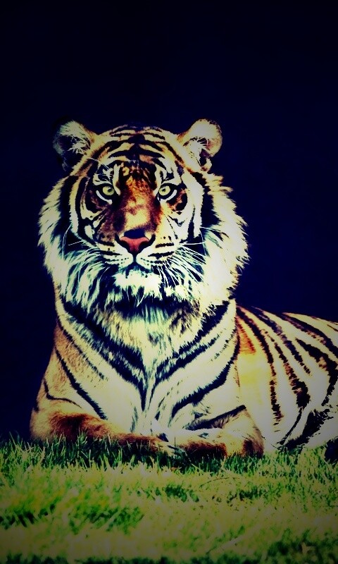 Величественный тигр обои