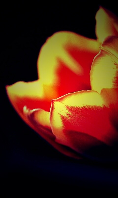 Тюльпаны в темноте обои