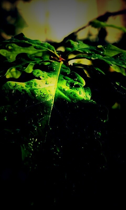 Сочные листья дуба обои