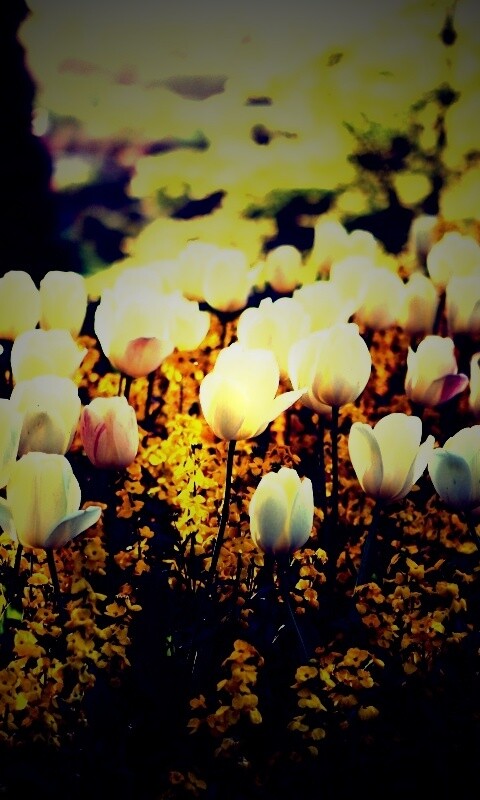 Белые тюльпаны обои