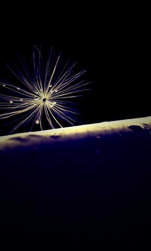 Прилипшая пушинка обои