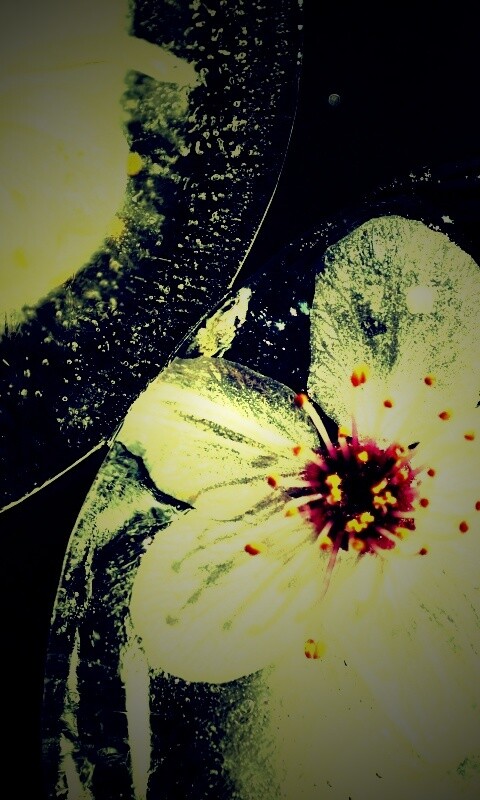 Цветы вишни во льду обои