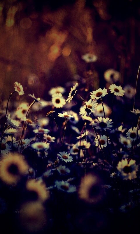 Поле ромашек обои