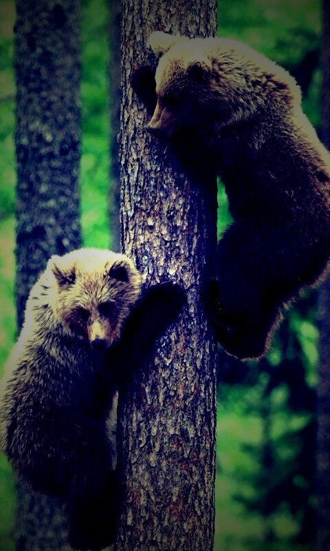 Медвежата обои