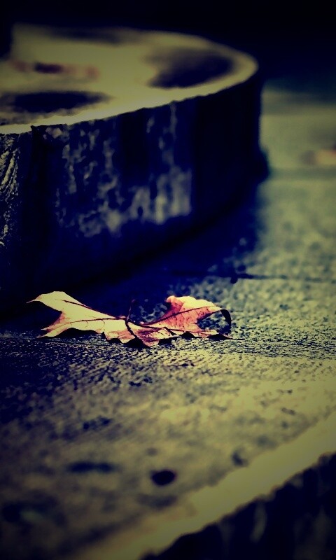 Лист на ступеньках обои