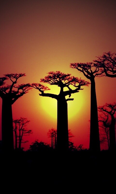 Баобабы на закате обои