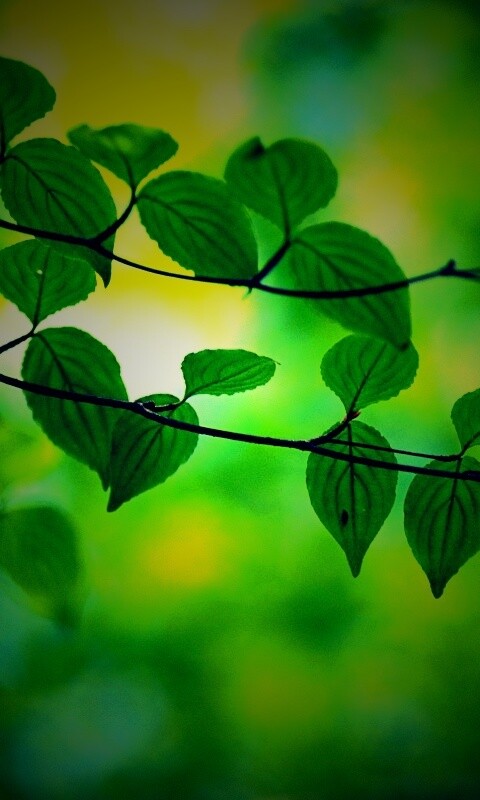 Ветка яркой зелени обои