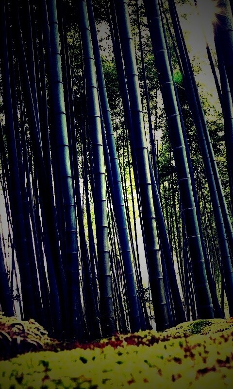 Заросли бамбука обои