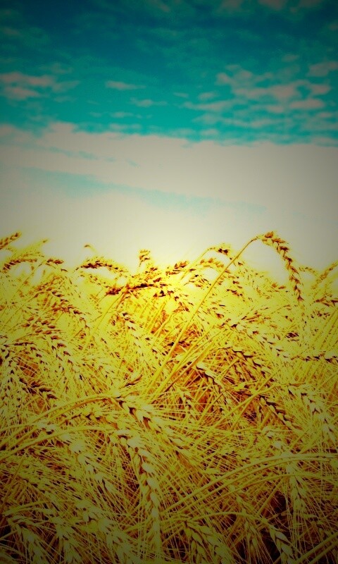 Колосья в поле обои