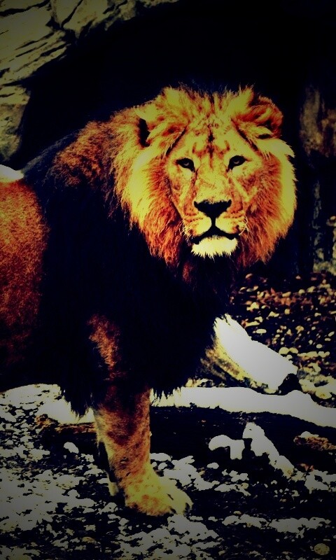 Красивый лев в лесу обои