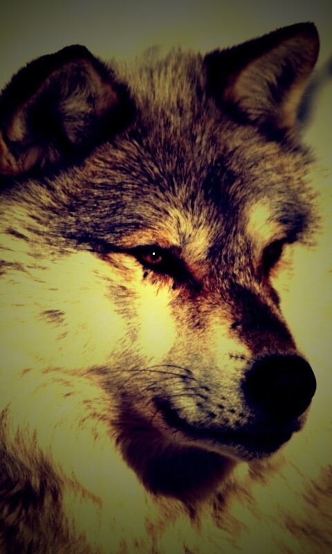 Лайка на снегу обои