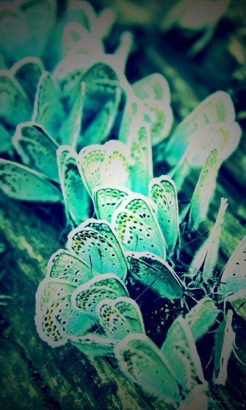 Голубые бабочки обои