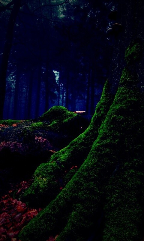 Дерево, поросшее мхом обои