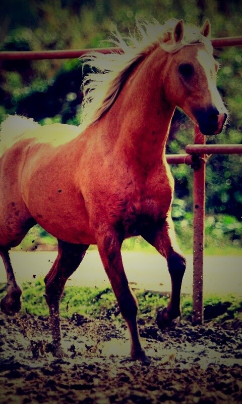 Молодая лошадь в загоне обои