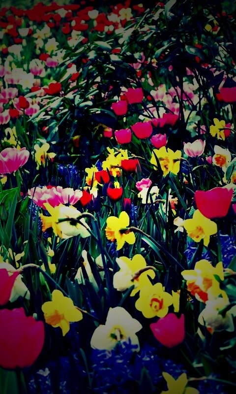 Поляна со множеством цветов обои