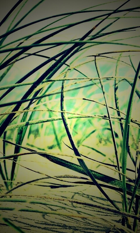 Трава на песке обои