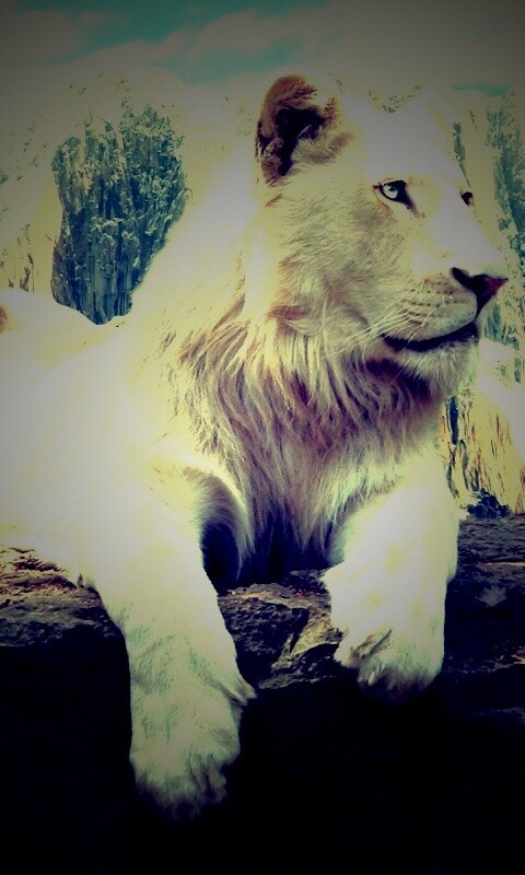 Белый лев обои