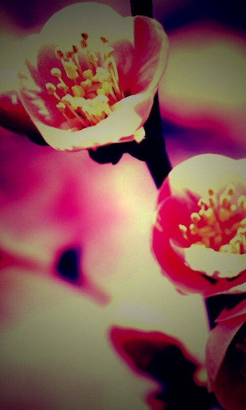 Великолепный цветок обои