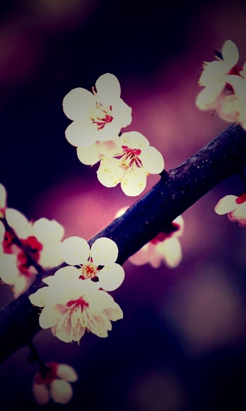 Ветка сакуры обои