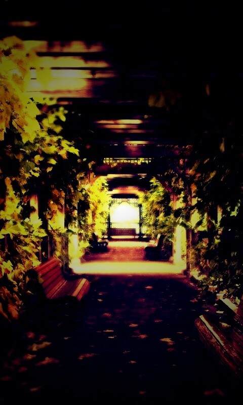 Узкая аллейка обои