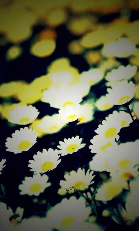 Ромашковое поле обои