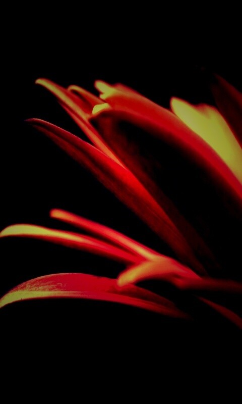 Гербера обои