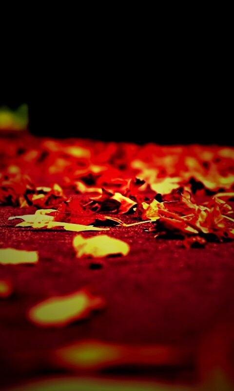 Дорога в листьях  обои