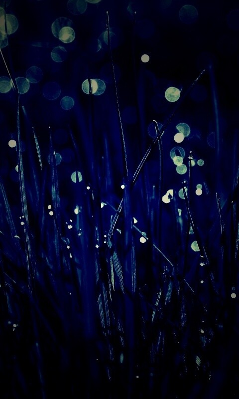 Трава ночью обои