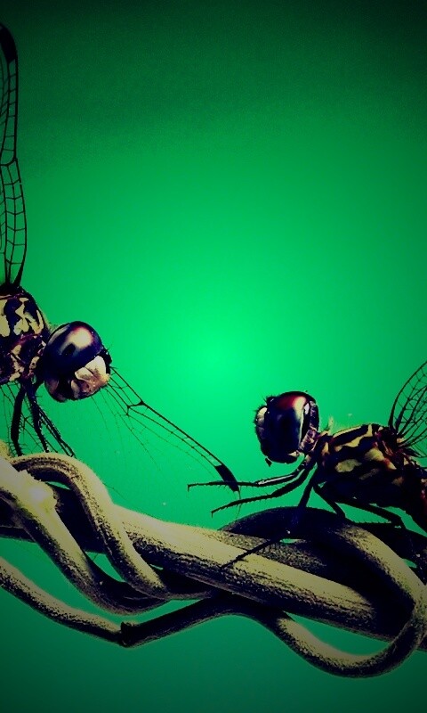 Две стрекозы обои