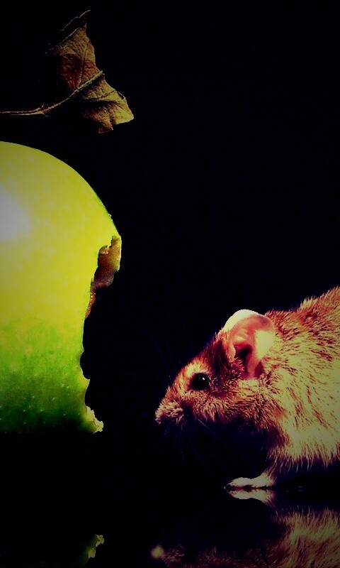 Мышь надкусила яблоко обои