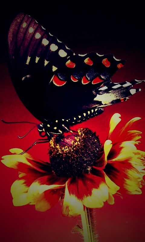 Бабочка на цветке обои