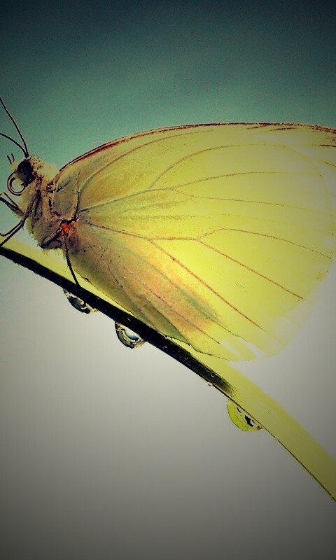 Жёлтая бабочка на стебельке обои