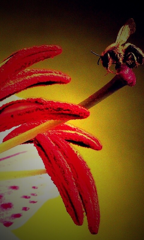 Трудолюбивая пчела на прекрасном цветке обои