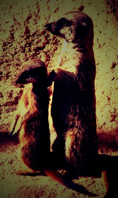 Сурикаты на страже отчизны обои