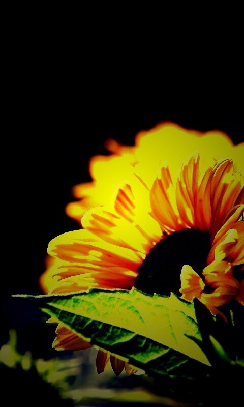 Цветок солнца обои