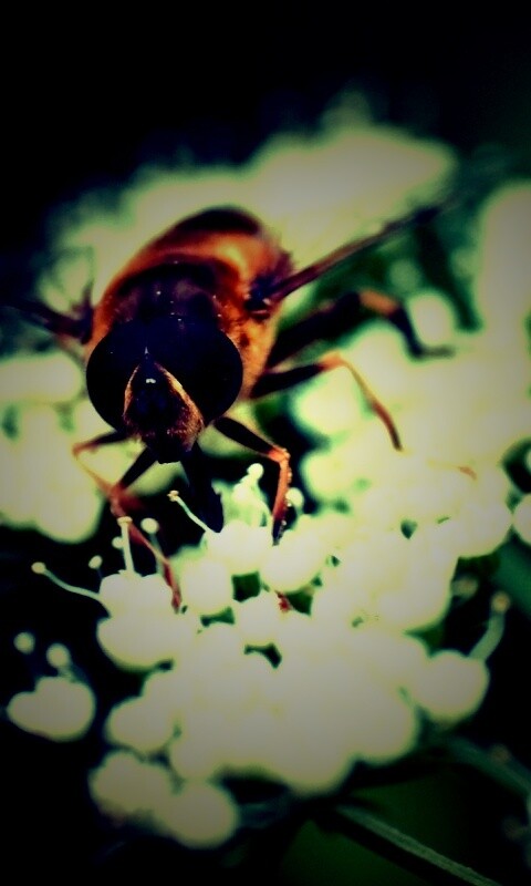 Пчела на нежный белых цветах обои