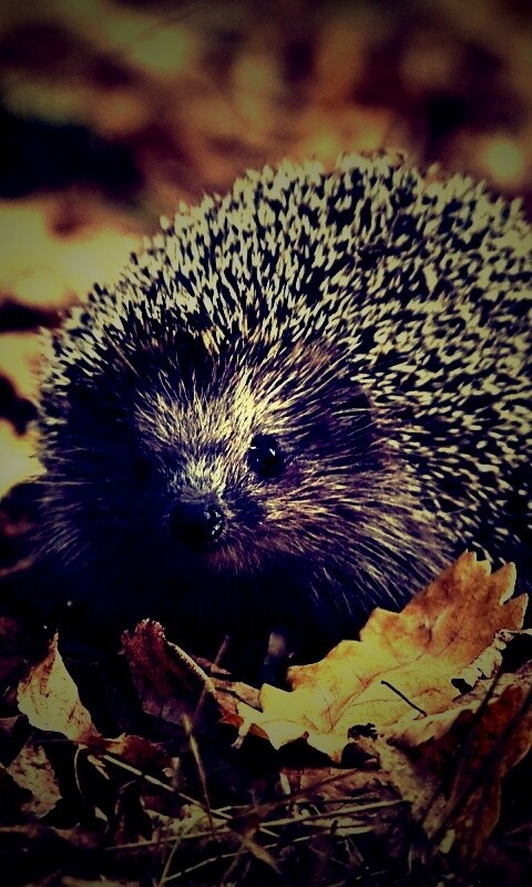 Ежик в осенней листве обои