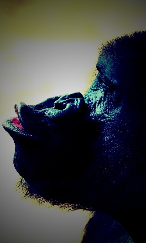 Горилла корчит рожи обои