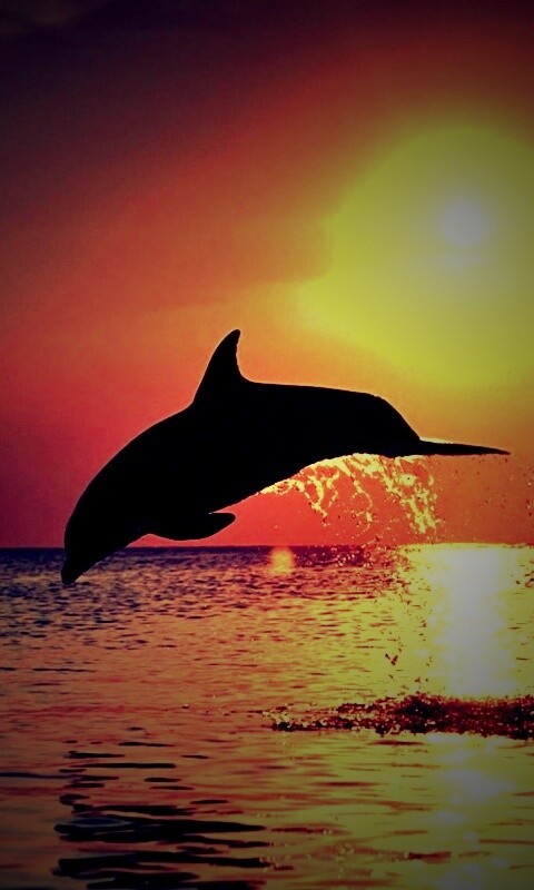 Дельфины выпрыгивают из воды обои