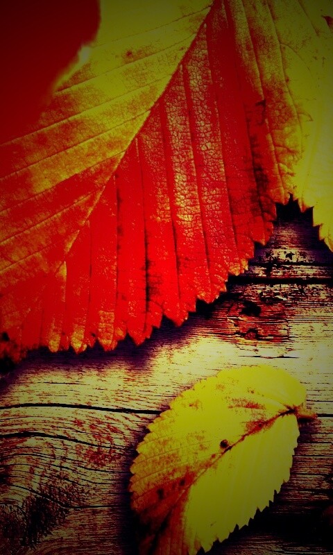 Красиво разложенные листья обои