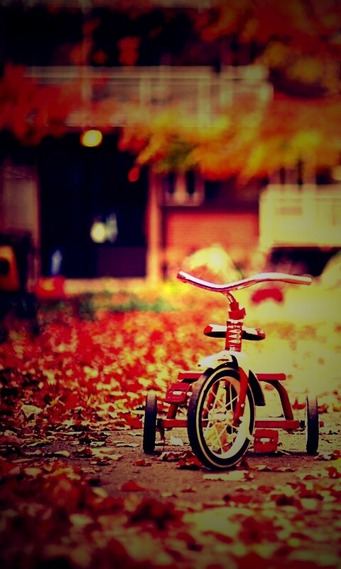 Трёхколёсный друг на осенней дорожке обои