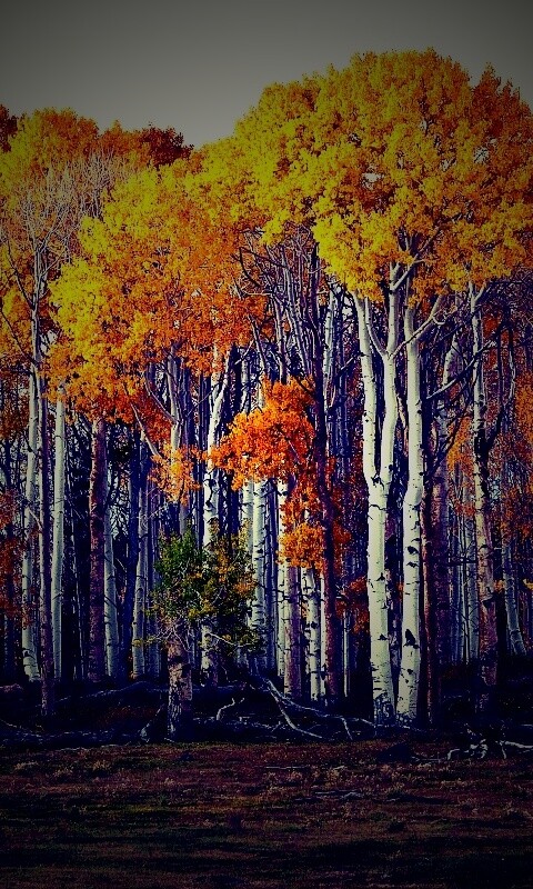 Пожелтевшая березовая роща обои