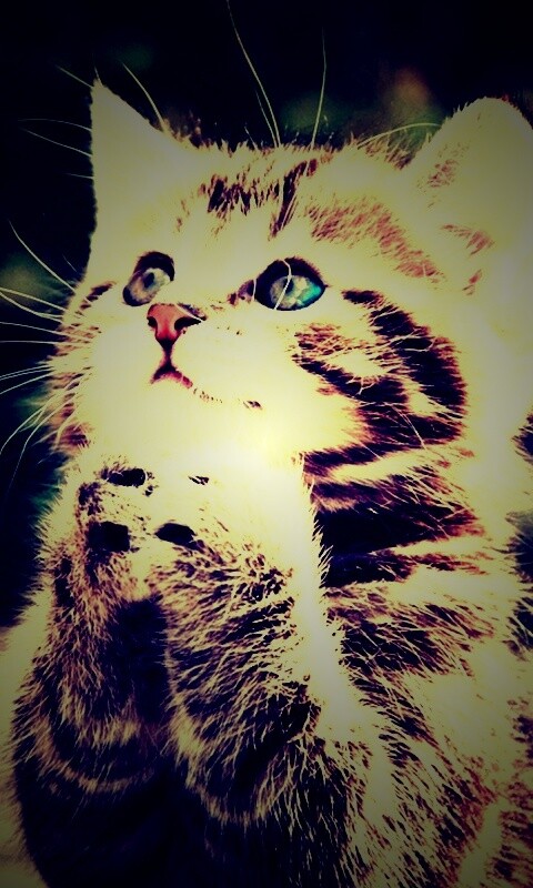 Непередаваемо прелестный котенок сложил лапки обои