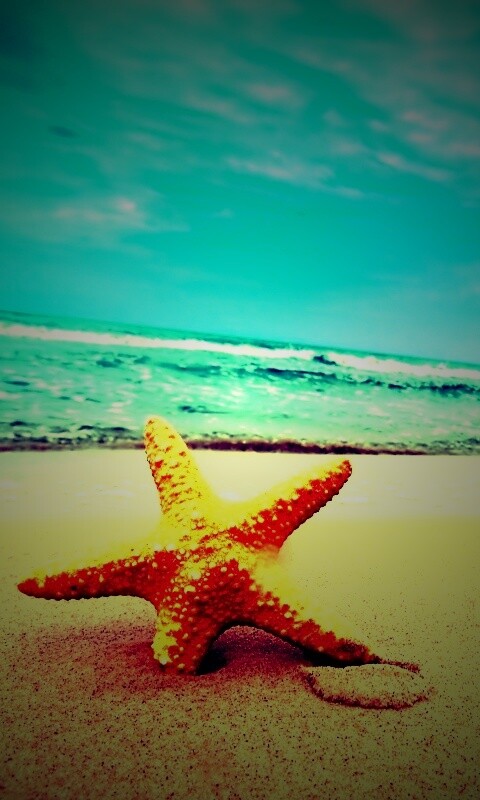 Морская звезда в песке обои