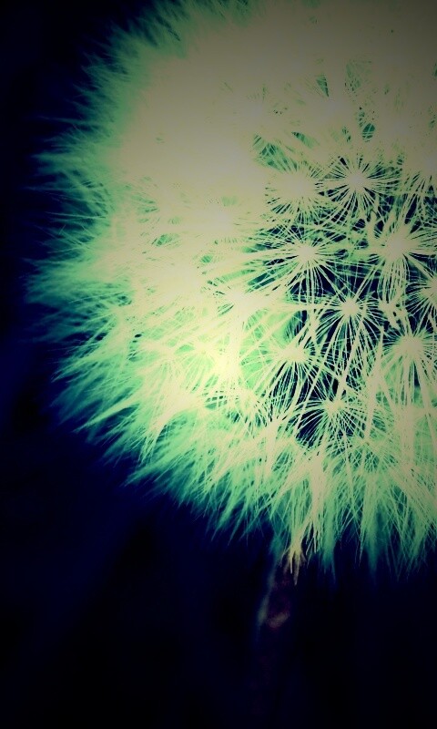 Одуванчик обои