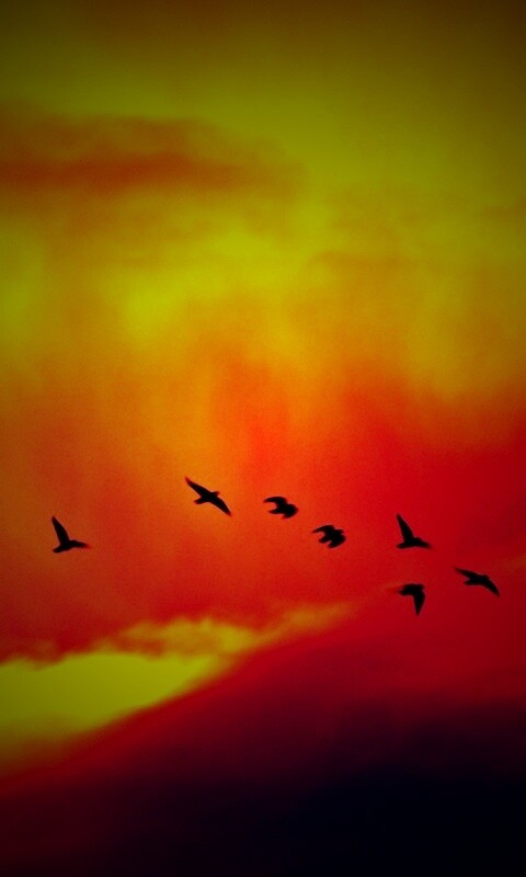 Птицы летят в закатном небе обои