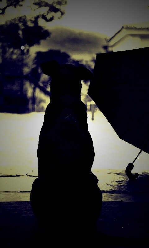 Собака и зонтик обои