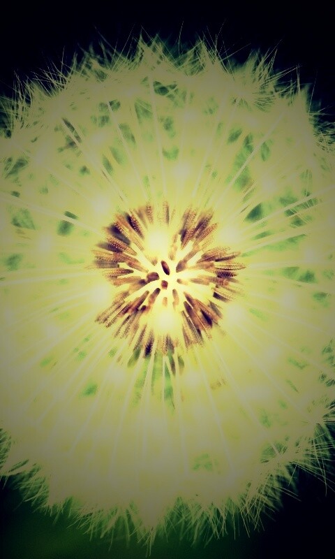 Макро фотография одуванчика обои