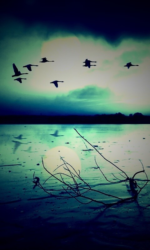 Полет птиц над озером обои